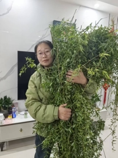 2026新鲜柳树枝条整枝 柳树枝花环30条清明祈福搬迁装饰柳条婚庆