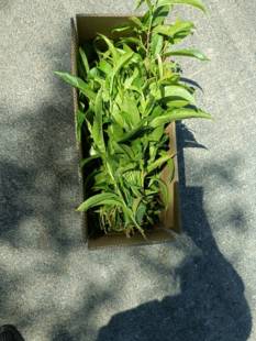 新鲜桃树枝条带桃树叶桃树枝条尖新鲜桃木现剪迎接宝宝回家1米高