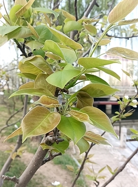 嫩梨树叶新鲜梨树叶带叶梨树叶现拍现摘梨树叶整枝梨树叶