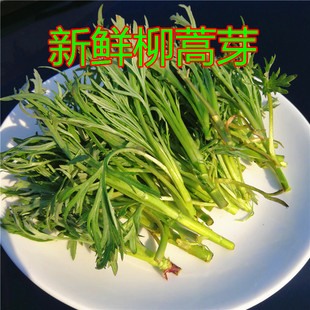 包邮 东北长白山野菜柳蒿芽新鲜现采产地发货蘸酱菜炖鱼炖排骨