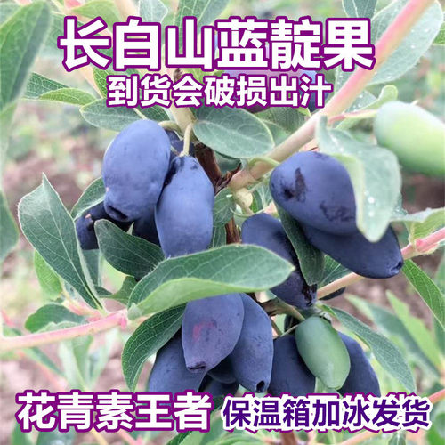 长白山蓝靛果新鲜无农药