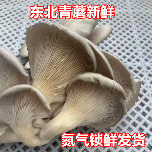 长白山新鲜蘑菇青蘑平菇现采