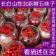 长白山五味子新鲜冷冻产地直发北五味子酵素泡酒料泡蜂蜜顺丰