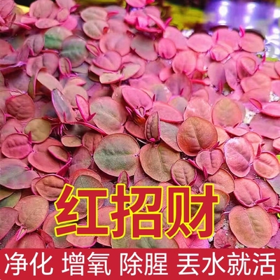 水培植物养龟金鱼生态净化水质