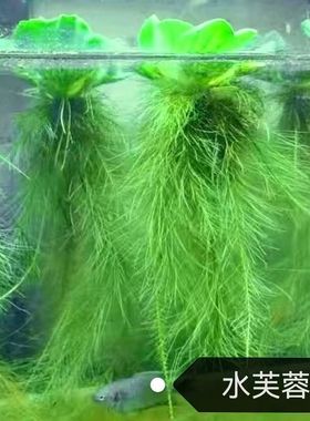 水芙蓉水浮莲浮萍水草植物水生种子养龟养鱼养殖用品池塘鱼缸造景