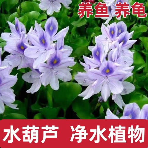 水葫芦水草浮萍水生植物池塘净化