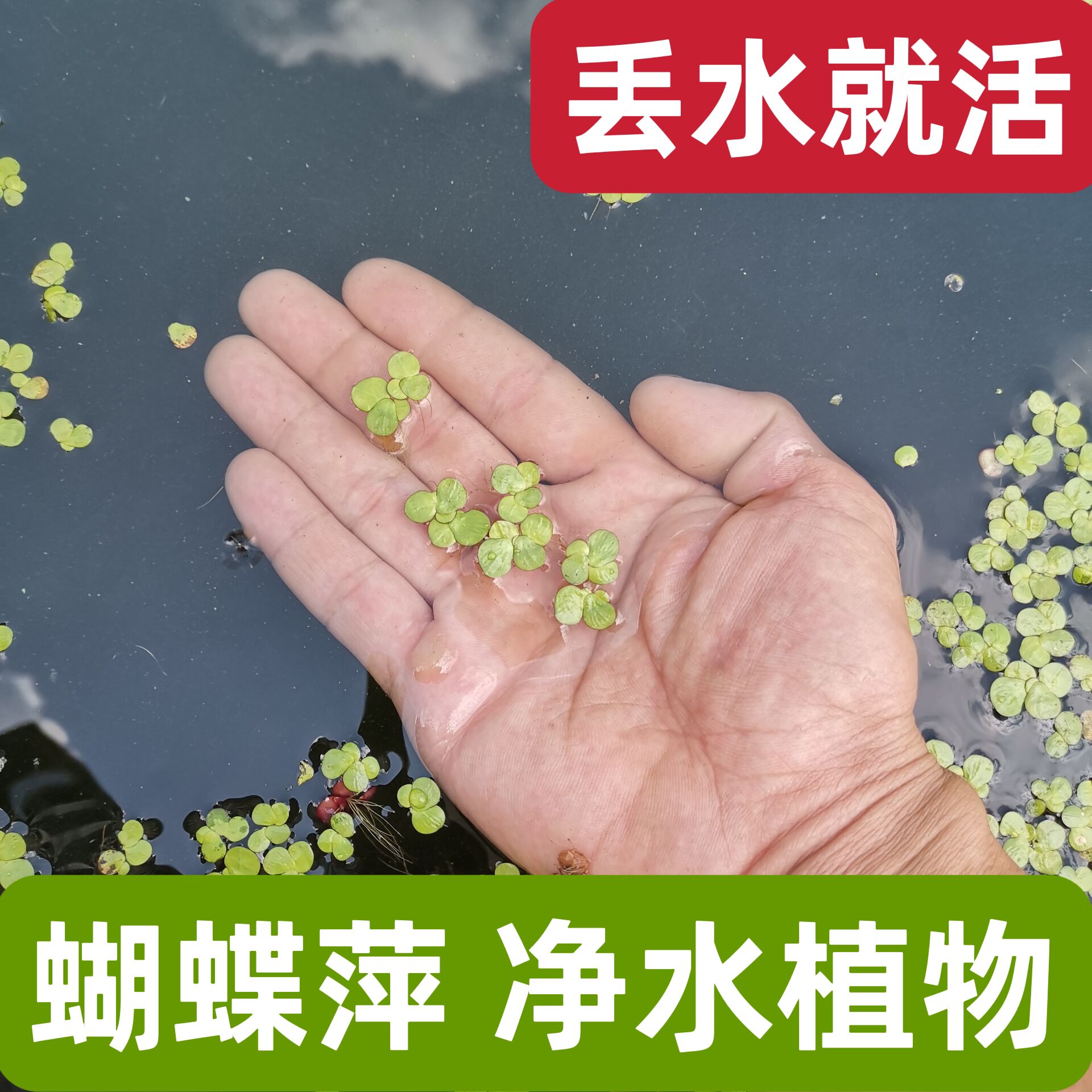 鱼缸浮萍水草水培植物养鱼养龟
