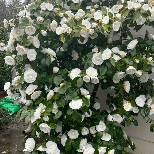 白色茶花苗好养护四季常青