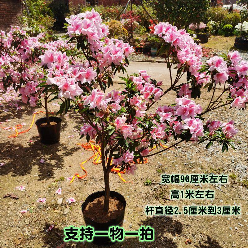 平户玉蝴蝶杜鹃植物花卉地栽粉色耐寒热盆栽室外盆景花园造景植物,鲜花速递/花卉仿真/绿植园艺,绣球/木绣球/木本植物,淘宝优惠券,粉丝福利购,淘宝优惠卷