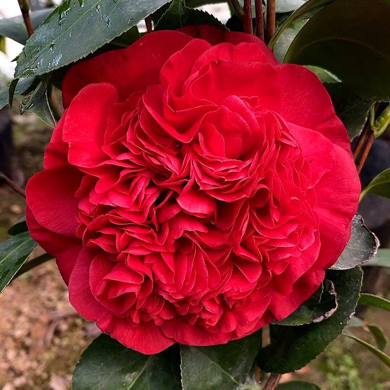 名贵茶花树苗 云斑大元帅 稀有大红巨型花好养 阳台庭院高档花卉,鲜花速递/花卉仿真/绿植园艺,绣球/木绣球/木本植物,淘宝优惠券,粉丝福利购,淘宝优惠卷