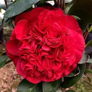 名贵茶花树苗 云斑大元帅 稀有大红巨型花好养 阳台庭院高档花卉