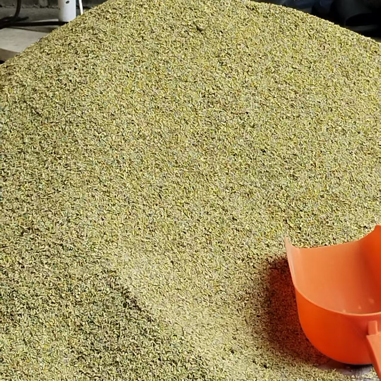 广西桂林全州特产炒槐米| 无硫熏农家自产 | 产地直发包邮