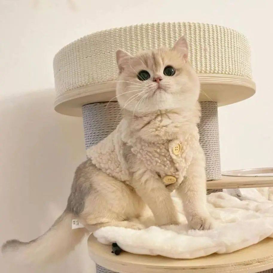 宠物猫咪衣服秋冬可爱ins保暖加绒羊羔毛马甲背心蓝猫布偶防掉毛,宠物/宠物食品及用品,猫宠物服装/雨衣（新）,淘宝优惠券,粉丝福利购,淘宝优惠卷