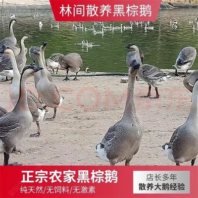 清远烧鹅专用大智金东卤水白切