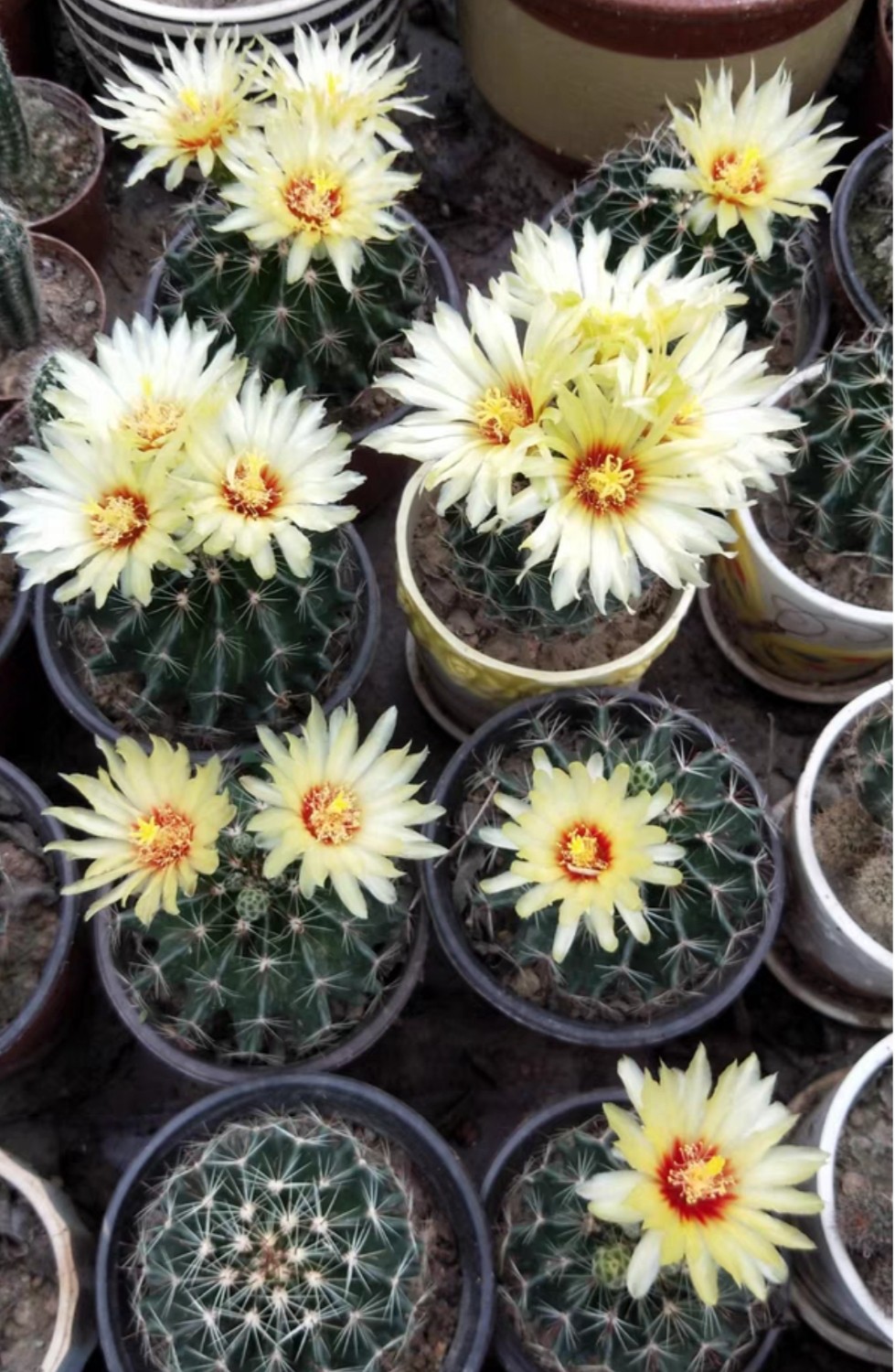 仙人球系列龙王丸(d04)有根多年生开花母球,单拍满30元包邮.