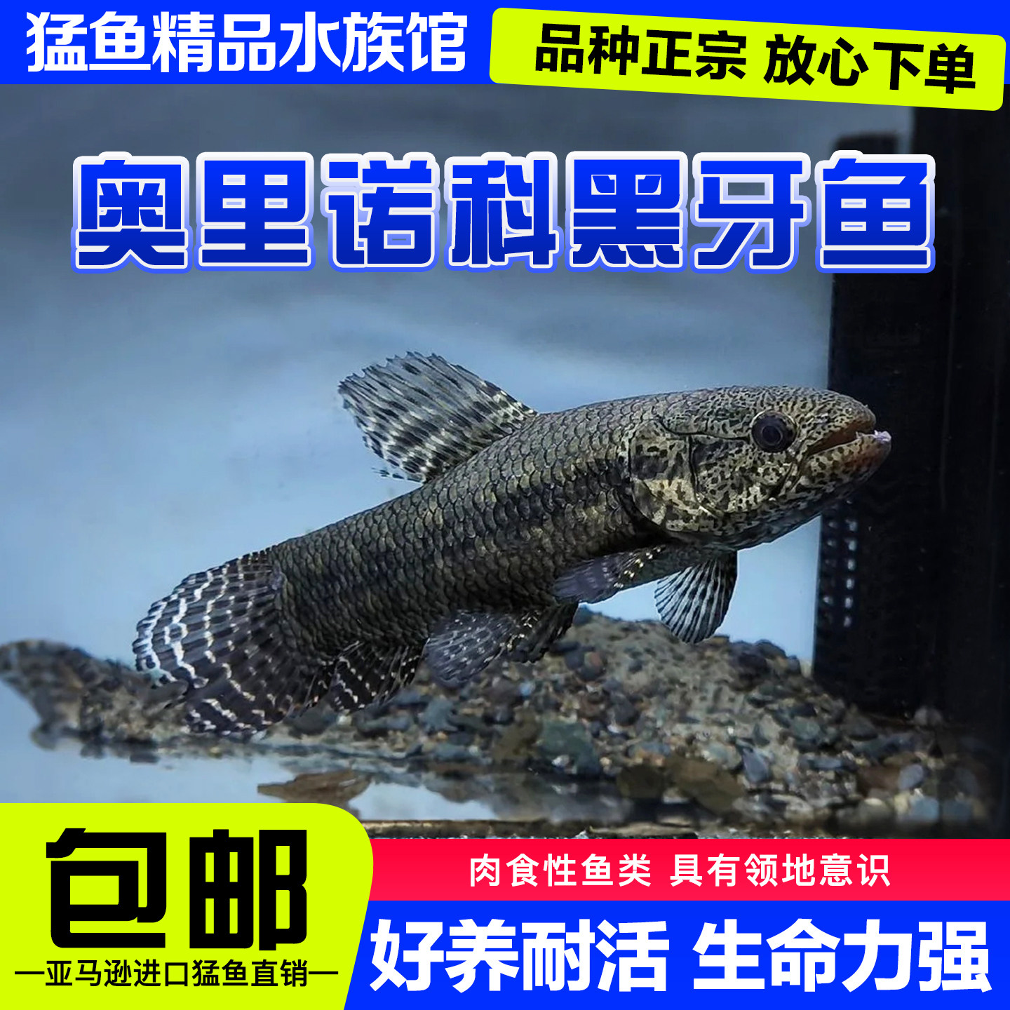 奥里诺科黑牙鱼七彩橙腹彩虹牙鱼南美枯木牙鱼加拉辛肉食性猛鱼
