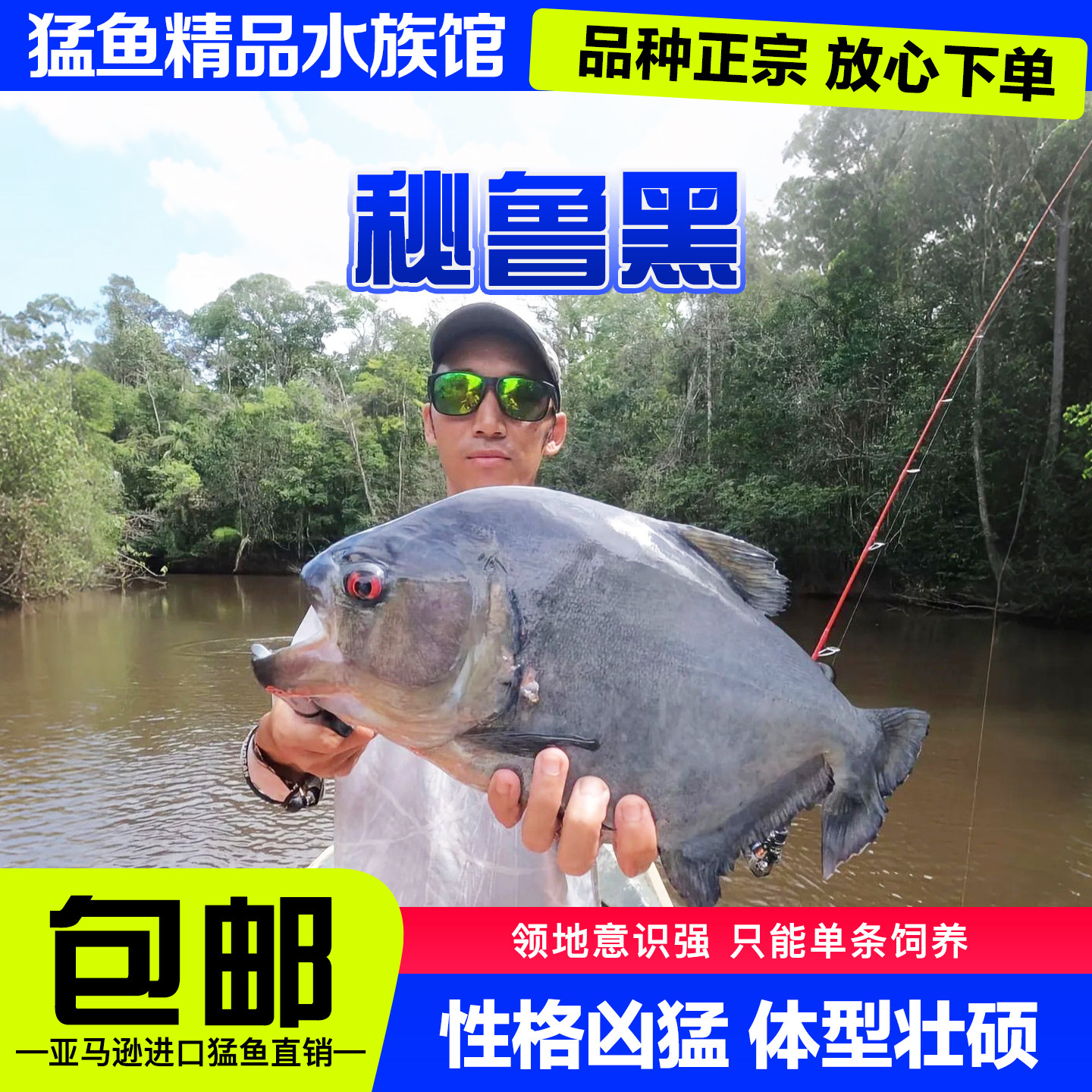 秘鲁黑食水虎鱼阿拉瓜托坎廷斯艾伦辛古红钻普黑卡提凶猛热带猛鱼