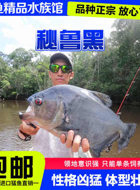 秘鲁黑食水虎鱼阿拉瓜托坎廷斯艾伦辛古红钻普黑卡提凶猛热带猛鱼
