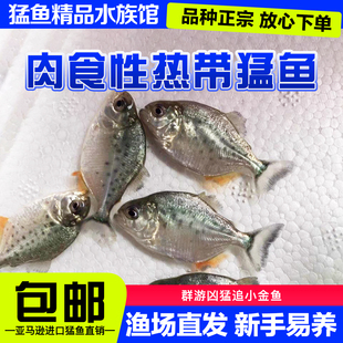 南美亚马逊红文鱼凶猛群游型 追鱼 捕食观赏性强 易饲养 包邮活体