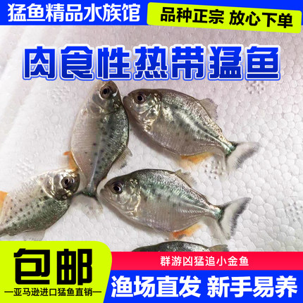南美亚马逊红文鱼凶猛群游型 追鱼 捕食观赏性强 易饲养 包邮活体