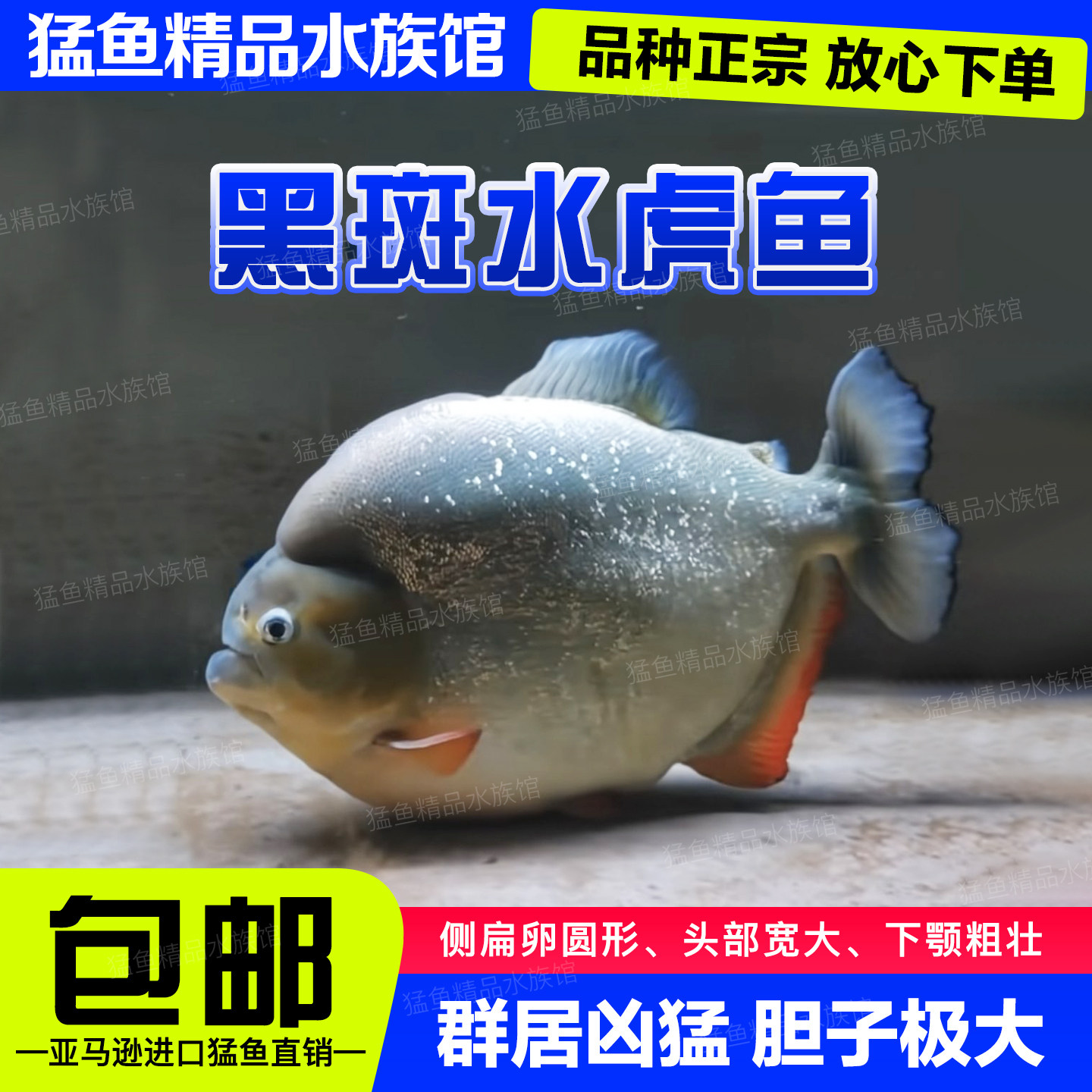 黑斑水虎幼鱼群游包活包邮