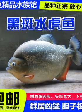 黑斑水虎幼鱼群游包活包邮