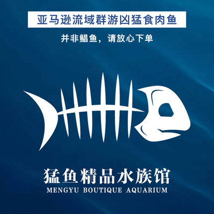 南美亚马逊红文鱼凶猛群游型 追鱼 捕食观赏性强容易饲养包活包损