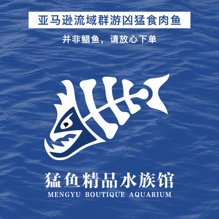 南美亚马逊红文鱼凶猛群游型 追鱼 捕食观赏性强 易饲养 包活包邮