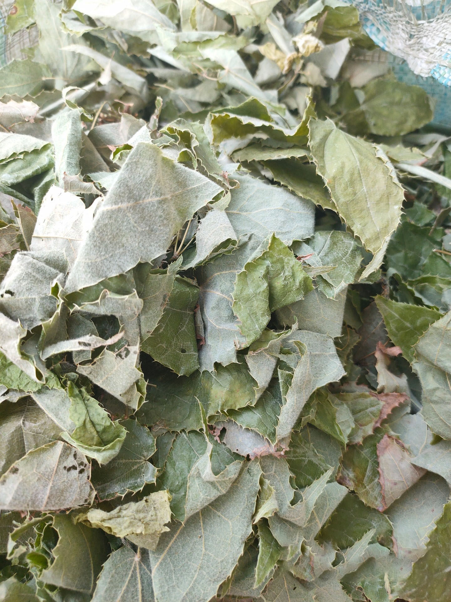 淫羊藿500g野生仙灵脾中药材霪淫洋羊藿霍根叶粉泡酒菟丝子肉苁蓉