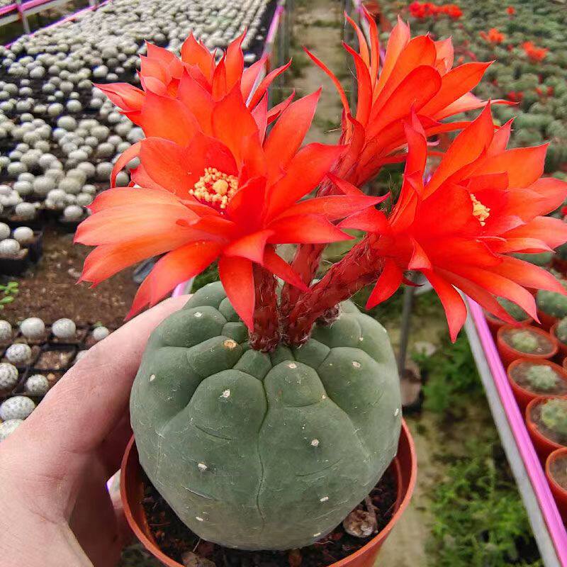 奇仙玉仙人球室内盆栽实生大颗稀有开花品种多肉植物办公室防辐射