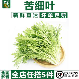 沙拉食材 苦菊 狗牙菜苦苣 5件 苦细叶500g 包邮 新鲜蔬菜苦叶生菜