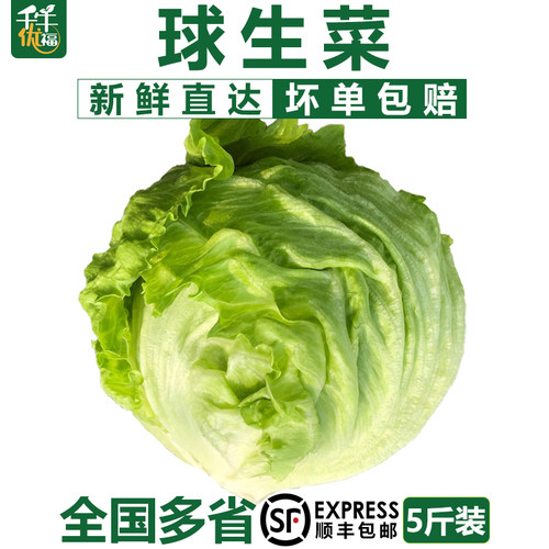 球生菜5斤装 汉堡专用新鲜蔬菜沙拉食材轻食结球形圆型西生菜包邮 - 封面