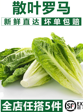 散叶罗马生菜500g  新鲜绿色西餐蔬菜沙拉食材 江浙沪皖5件包邮