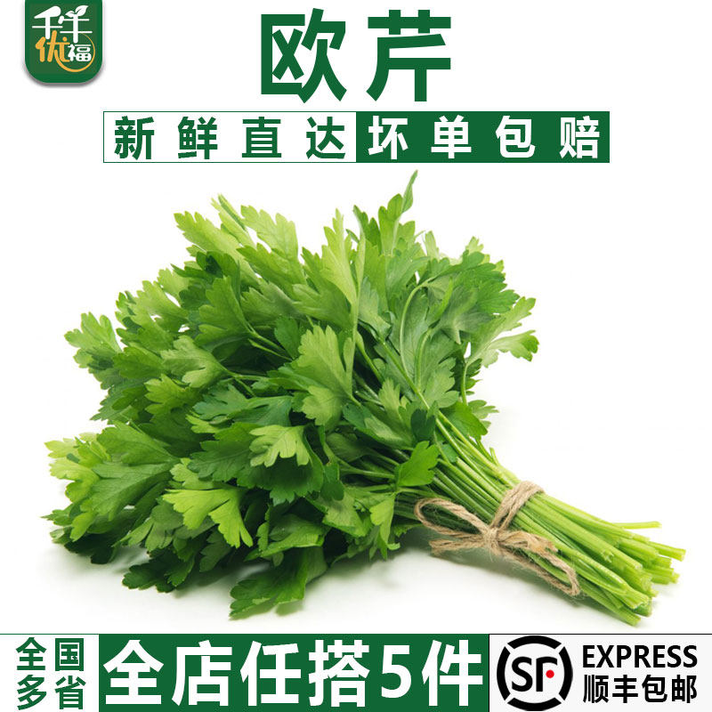 新鲜意大利芹500g 欧芹香芹法国香菜 巴西里香 5件顺丰包邮