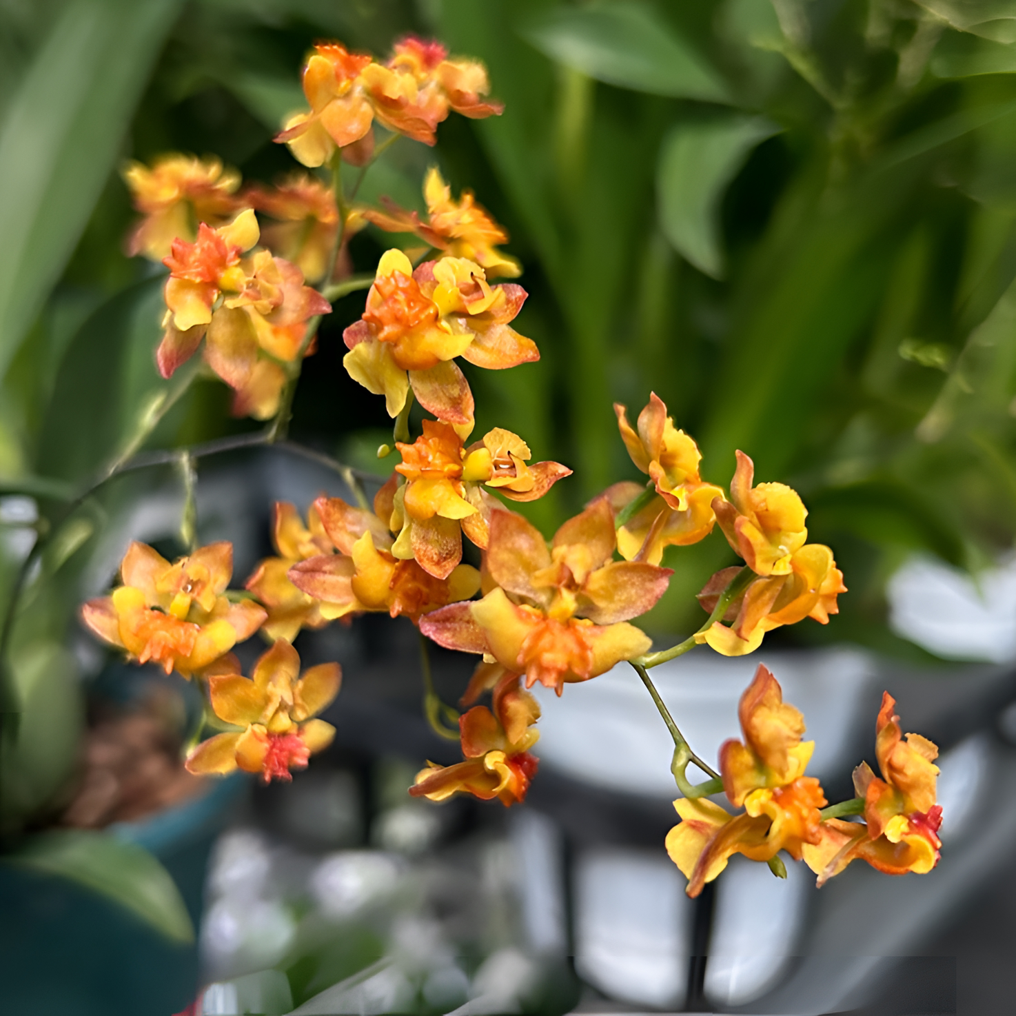 梦香兰橙色(3-4枝花剑)盆栽兰花卉 香水文心兰阳台客厅室内外养