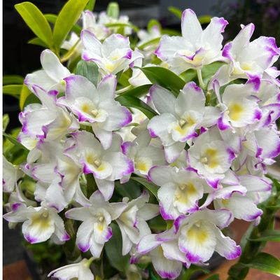 春石斛兰甜心公主5-7开花条