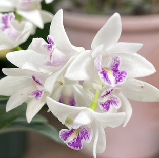 小白狐香水石斛 盆栽兰花 稀缺品种花带香味 花期长 新手好养