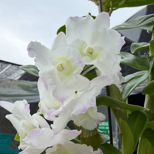 白钻石  春石斛兰 盆栽兰花 带花苞 盆栽兰花 阳台客厅