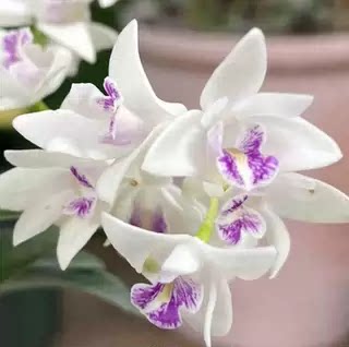 小白狐香水石斛 盆栽兰花 稀缺品种花带香味 花期长 新手好养