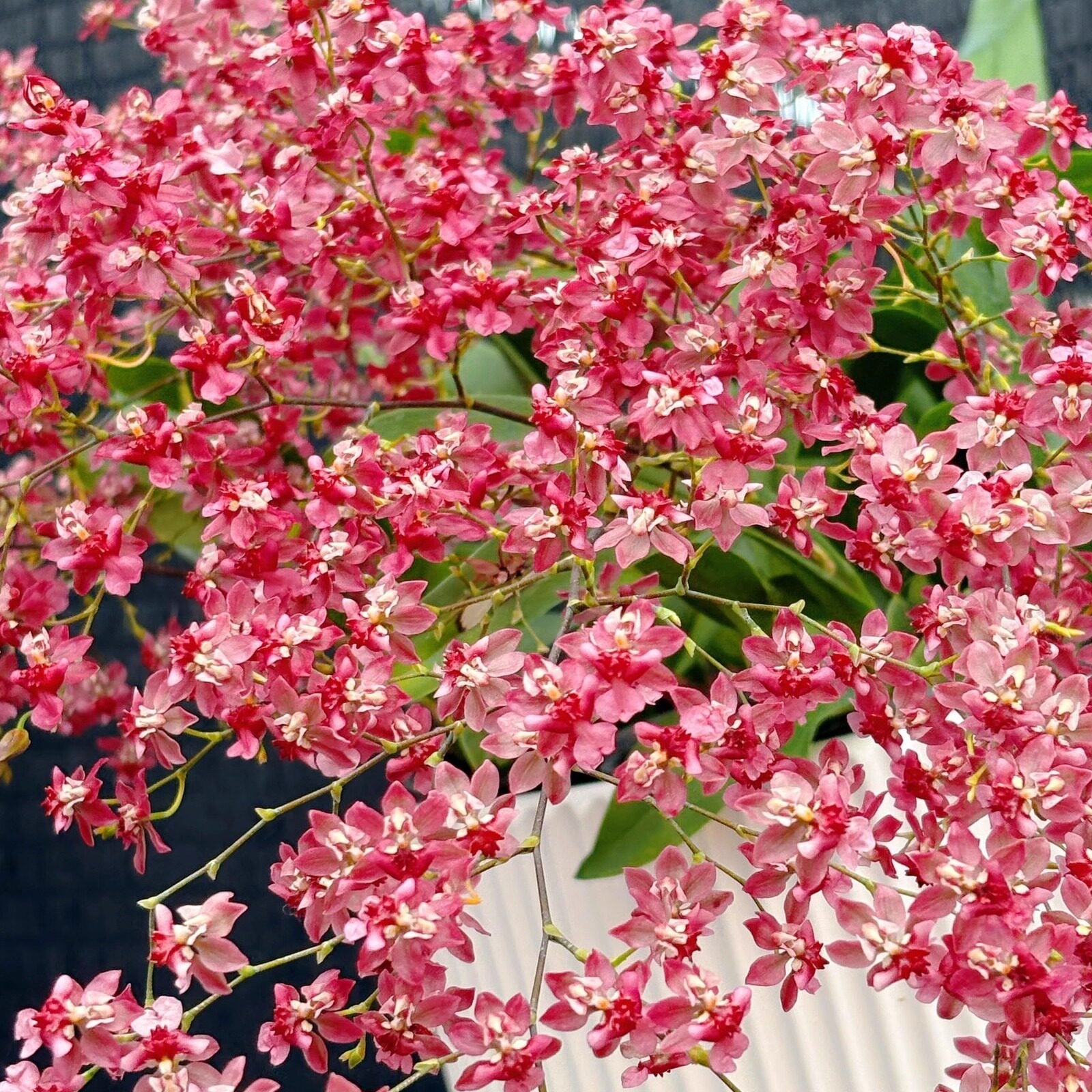 梦香兰红色满堂红15支花剑 文心兰 香味浓郁 好养护 客厅书房,鲜花速递/花卉仿真/绿植园艺,时令草本花卉,淘宝优惠券,粉丝福利购,淘宝优惠卷