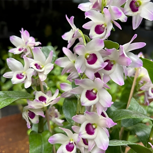 春石斛兰 紫玲珑春石斛兰 带花苞 高品质少见品种 开花太美开花香