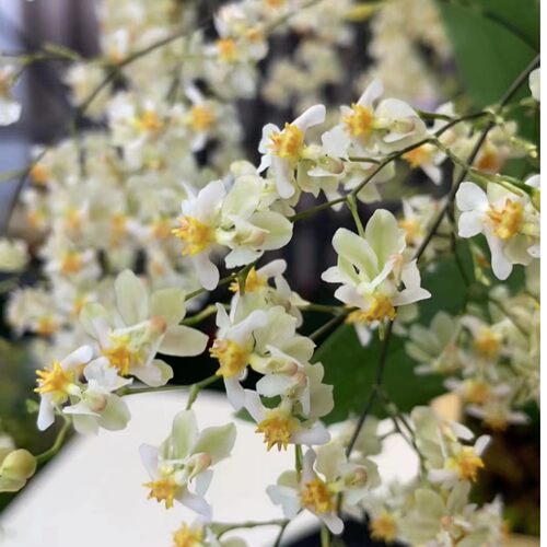 奶油白 7支以上花剑（160杯盆）梦香兰 盆栽兰花 阳台窗台客厅养