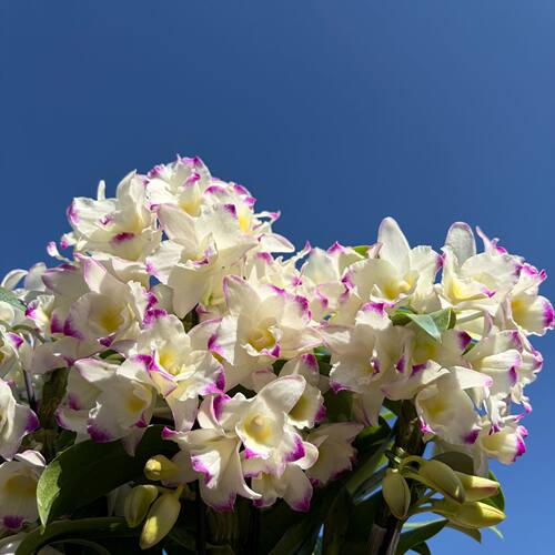 甜心公主 2支花剑 春石斛兰  盆栽兰花  阳台客厅养护 花期长