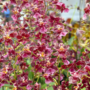 国 盆栽兰花 香水文心兰309 3支带花剑 客厅开花香 泰