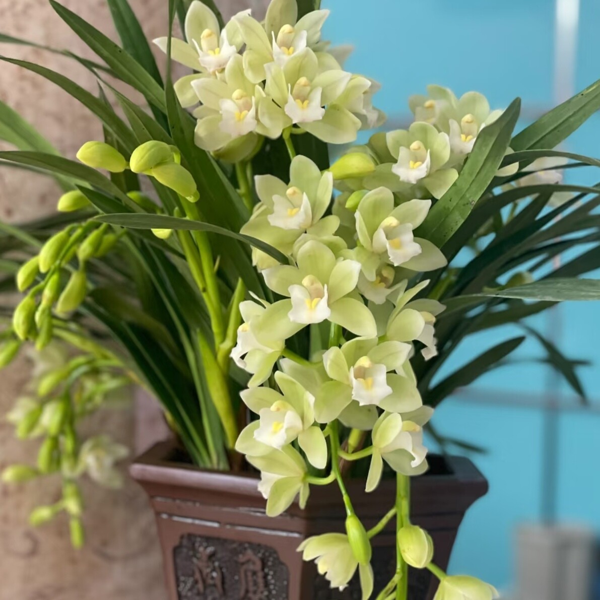 大花惠兰【碧玉香兰2支花箭】 盆栽兰花年宵花室内开花漂亮花期长