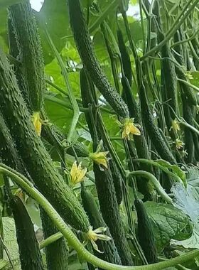 新鲜黄瓜产地直发当季绿色蔬菜现摘现发批发新鲜蔬菜直供脆嫩