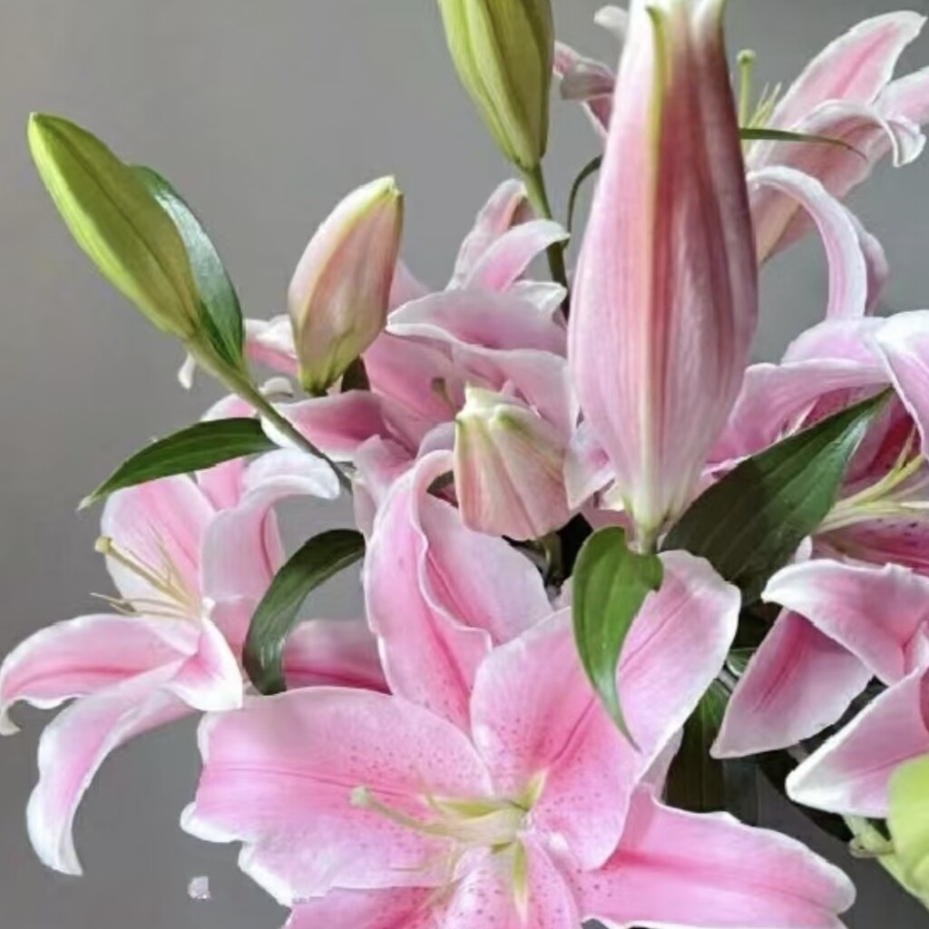 【粉红百合】东北鲜花辽宁朝阳凌源地产 粉色系香水百合 深浅随缘