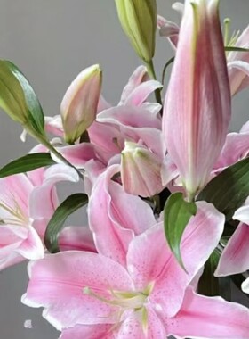 【粉红百合】东北鲜花辽宁朝阳凌源地产 粉色系香水百合 深浅随缘