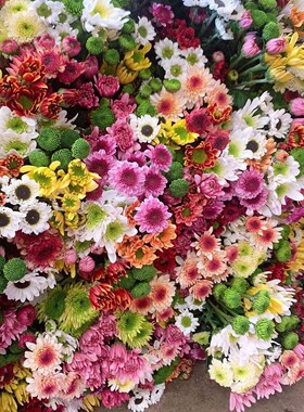 【雏菊】【花期长】东北鲜花 辽宁朝阳凌源地产雏菊鲜切花