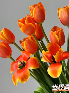【橙色郁金香】东北鲜花 辽宁朝阳凌源地产郁金香鲜切花 送保温